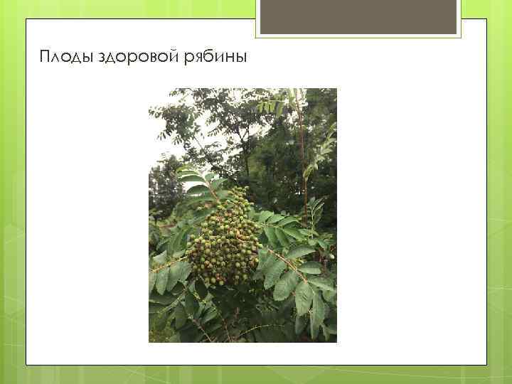 Плоды здоровой рябины 