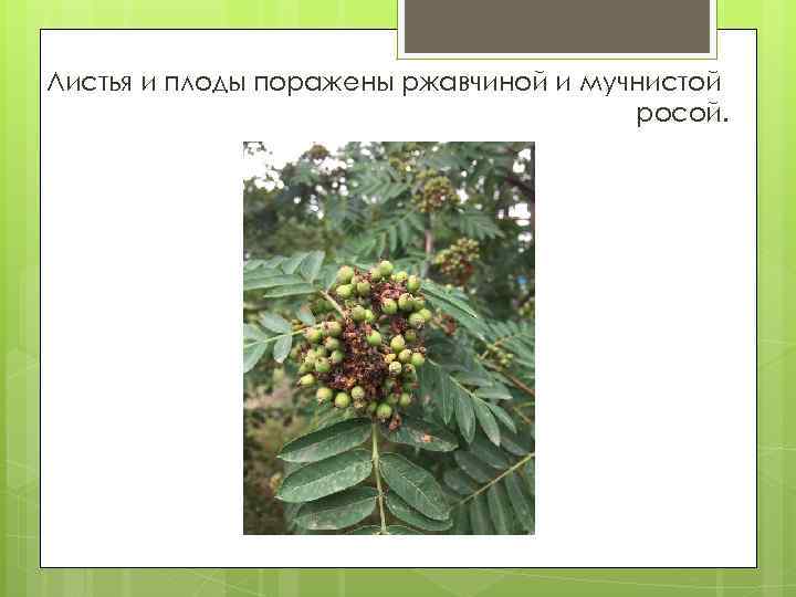 Листья и плоды поражены ржавчиной и мучнистой росой. 
