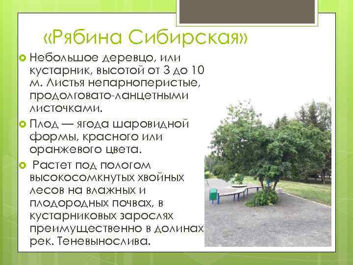  «Рябина Сибирская» Небольшое деревцо, или кустарник, высотой от 3 до 10 м. Листья