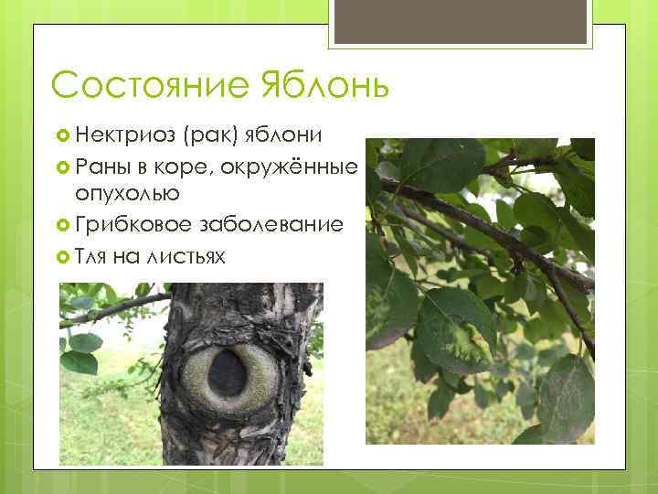 Состояние Яблонь Нектриоз (рак) яблони Раны в коре, окружённые опухолью Грибковое заболевание Тля на