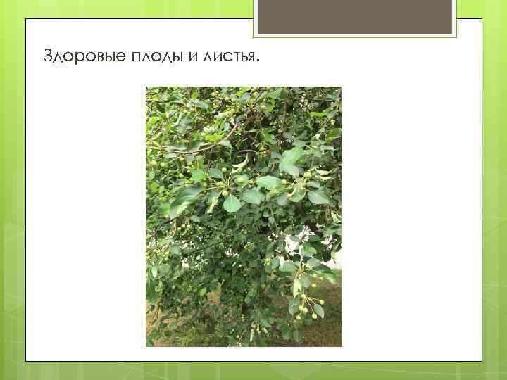 Здоровые плоды и листья. 
