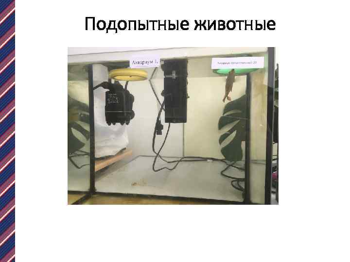 Подопытные животные 