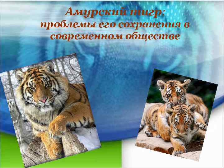 Амурский тигр: проблемы его сохранения в современном обществе 