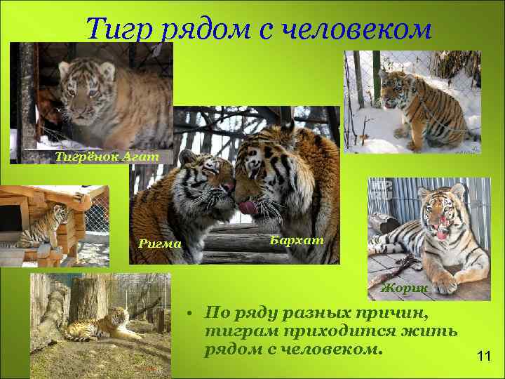 Тигр рядом с человеком Тигрёнок Агат Ригма Бархат Жорик • По ряду разных причин,