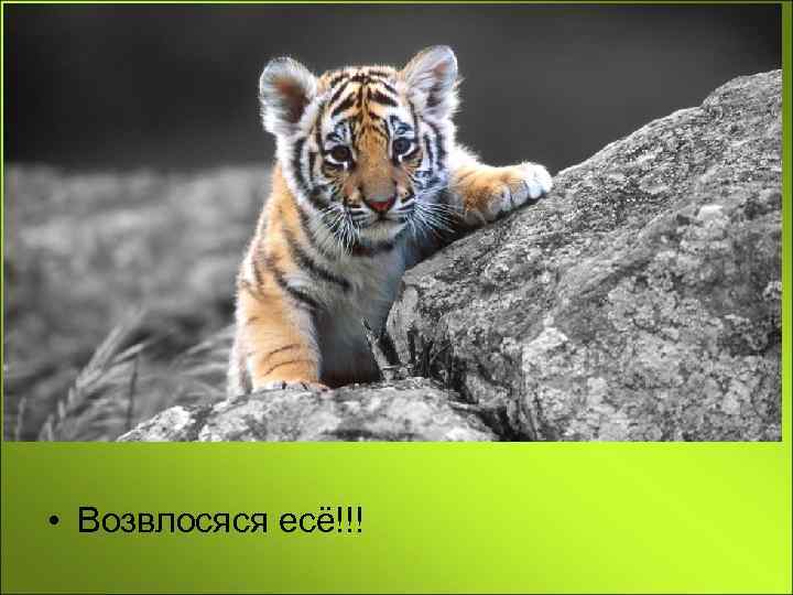  • Возвлосяся есё!!! 