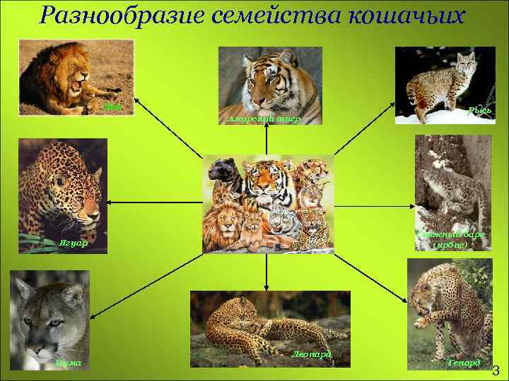 Разнообразие семейства кошачьих Лев Амурский тигр Снежный барс (ирбис) Ягуар Пума Рысь Леопард Гепард