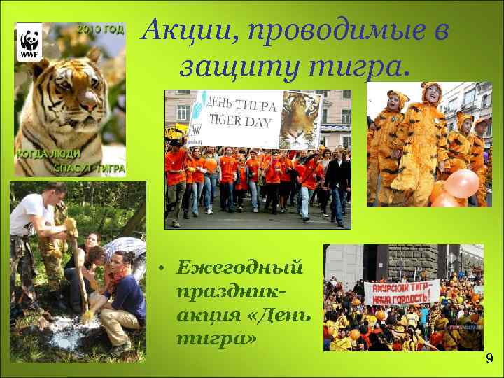 Акции, проводимые в защиту тигра. • Ежегодный праздникакция «День тигра» 9 