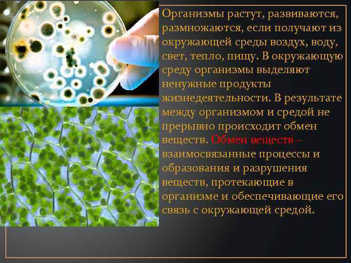  • Организмы растут, развиваются, размножаются, если получают из окружающей среды воздух, воду, свет,