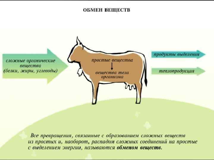 Что такое «обмен веществ» ? 