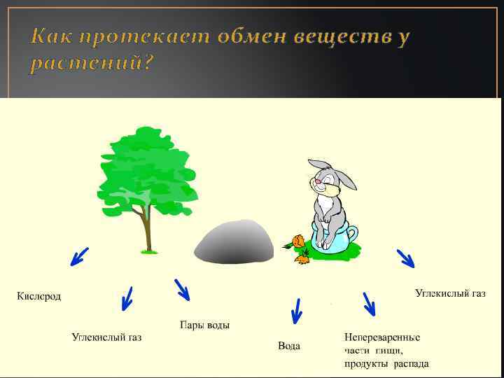 Как протекает обмен веществ у растений? 