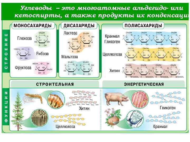 Углеводы – это многоатомные альдегидо- или кетоспирты, а также продукты их конденсации 