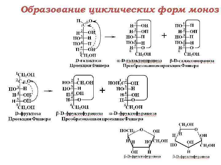 Образование циклических форм моноз 