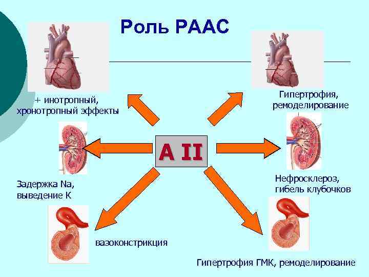 Роль РААС Гипертрофия, ремоделирование + инотропный, хронотропный эффекты А II Нефросклероз, гибель клубочков Задержка