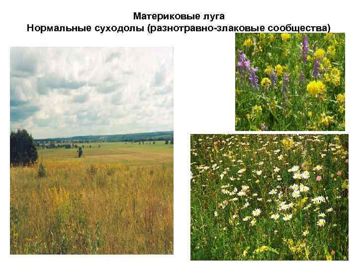 Материковые луга Нормальные суходолы (разнотравно-злаковые сообщества) 
