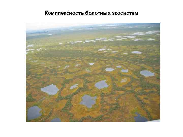Комплексность болотных экосистем 