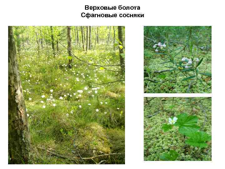 Верховые болота Сфагновые сосняки 