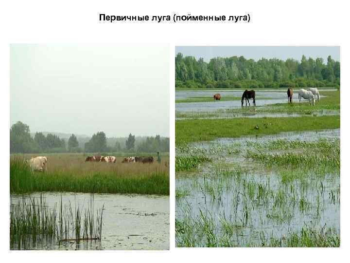 Первичные луга (пойменные луга) 