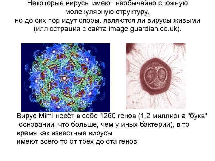 Некоторые вирусы имеют необычайно сложную молекулярную структуру, но до сих пор идут споры, являются