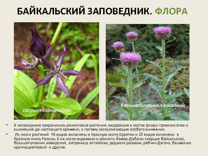 БАЙКАЛЬСКИЙ ЗАПОВЕДНИК. ФЛОРА сверция байкальская • • большеголовник хамарский В заповеднике сохранились реликтовые растения,