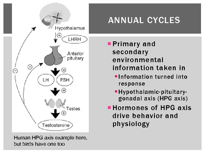 ANNUAL CYCLES Primary and secondary environmental information taken in § Information turned into response