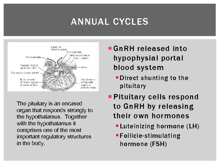 ANNUAL CYCLES Gn. RH released into hypophysial portal blood system § Direct shunting to