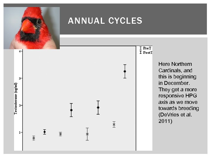 ANNUAL CYCLES Here Northern Cardinals, and this is beginning in December. They get a