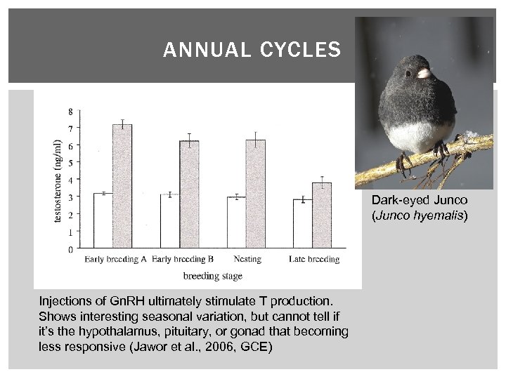 ANNUAL CYCLES Dark-eyed Junco (Junco hyemalis) Injections of Gn. RH ultimately stimulate T production.