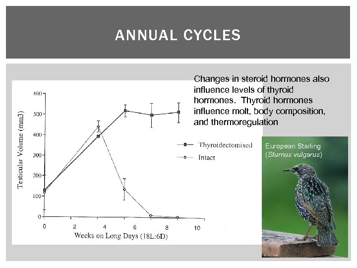 ANNUAL CYCLES Changes in steroid hormones also influence levels of thyroid hormones. Thyroid hormones