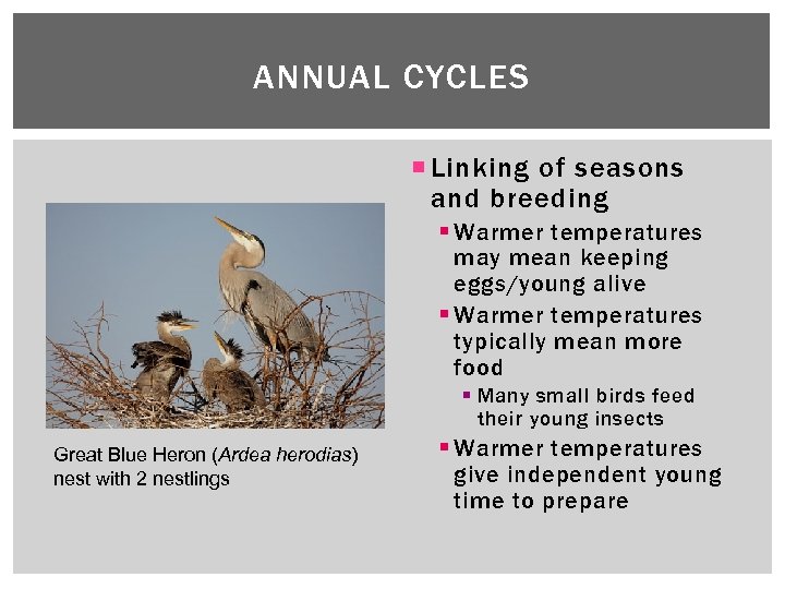 ANNUAL CYCLES Linking of seasons and breeding § Warmer temperatures may mean keeping eggs/young