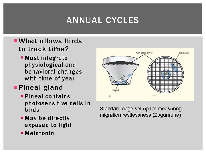 ANNUAL CYCLES What allows birds to track time? § Must integrate physiological and behavioral