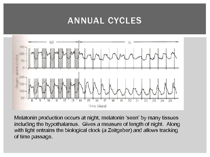 ANNUAL CYCLES Melatonin production occurs at night, melatonin ‘seen’ by many tissues including the