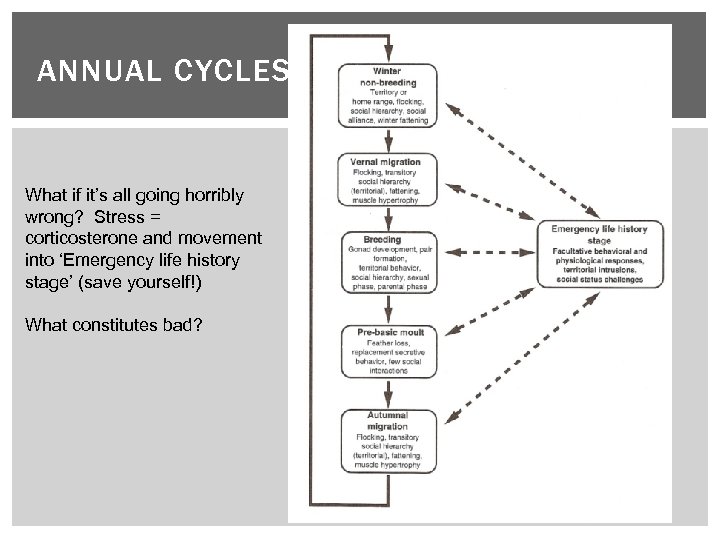 ANNUAL CYCLES What if it’s all going horribly wrong? Stress = corticosterone and movement