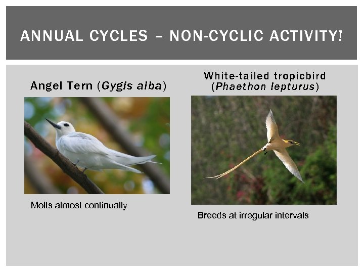 ANNUAL CYCLES – NON-CYCLIC ACTIVITY! Angel Tern (Gygis alba) Molts almost continually White-tailed tropicbird