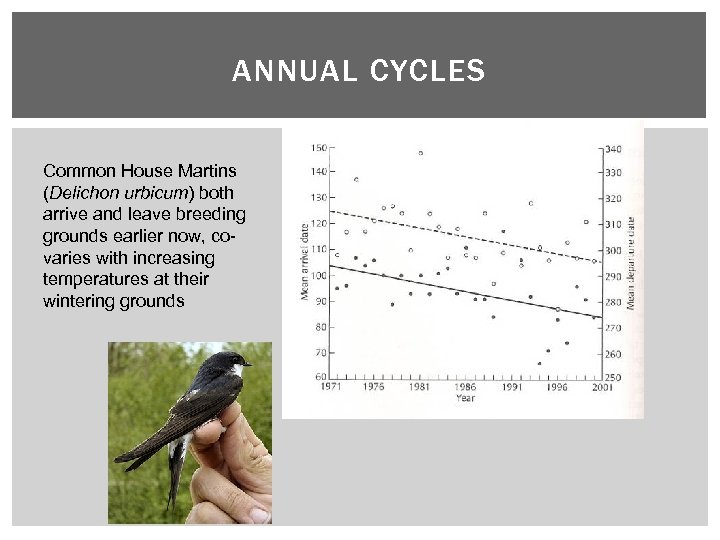 ANNUAL CYCLES Common House Martins (Delichon urbicum) both arrive and leave breeding grounds earlier