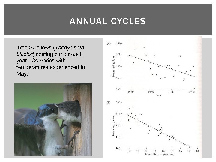 ANNUAL CYCLES Tree Swallows (Tachycineta bicolor) nesting earlier each year. Co-varies with temperatures experienced