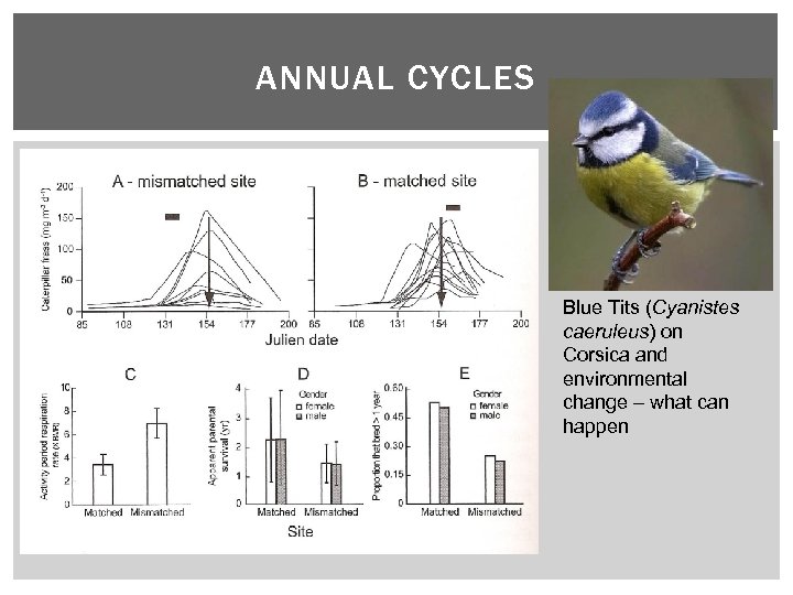 ANNUAL CYCLES Blue Tits (Cyanistes caeruleus) on Corsica and environmental change – what can