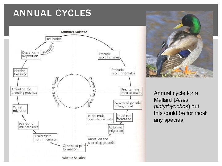 ANNUAL CYCLES Annual cycle for a Mallard (Anas platyrhynchos) but this could be for