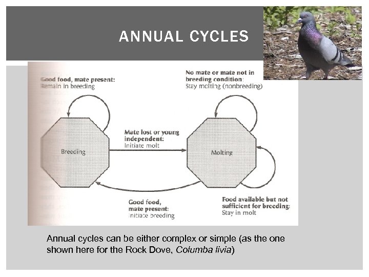 ANNUAL CYCLES Annual cycles can be either complex or simple (as the one shown