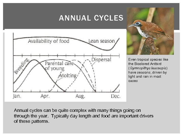 ANNUAL CYCLES Even tropical species like the Bicolored Antbird (Gymnopithys leucaspis) have seasons, driven