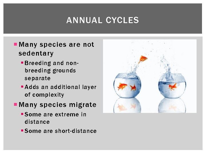 ANNUAL CYCLES Many species are not sedentary § Breeding and nonbreeding grounds separate §