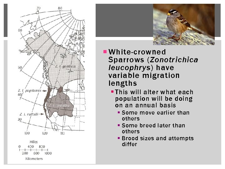  White-crowned Sparrows (Zonotrichica leucophrys) have variable migration lengths § This will alter what