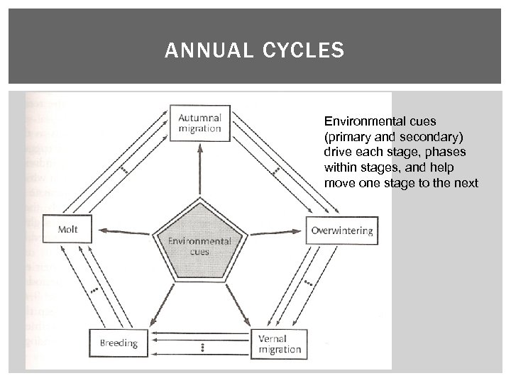 ANNUAL CYCLES Environmental cues (primary and secondary) drive each stage, phases within stages, and