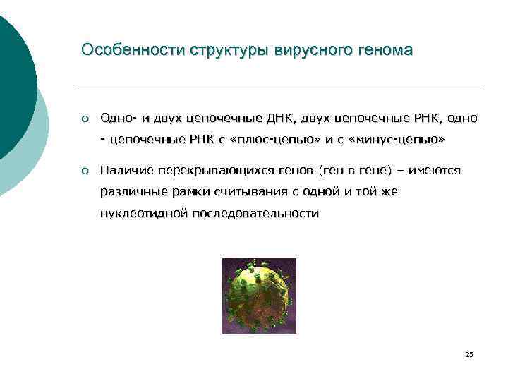 Особенности структуры вирусного генома ¡ Одно- и двух цепочечные ДНК, двух цепочечные РНК, одно