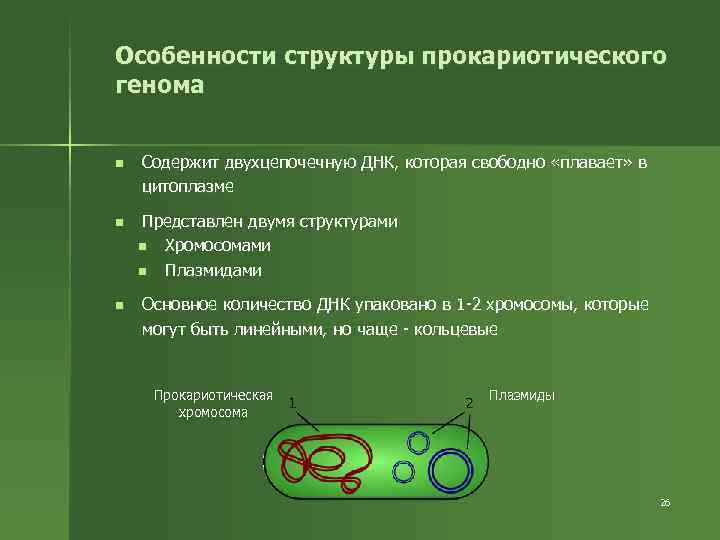 Особенности структуры прокариотического генома n n n Содержит двухцепочечную ДНК, которая свободно «плавает» в