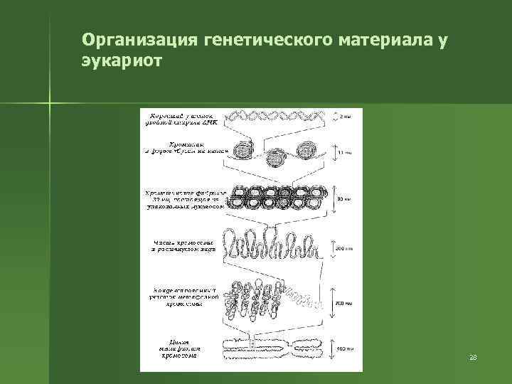 Организация генетического материала у эукариот 28 