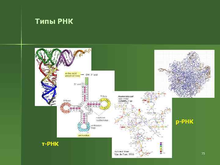 Типы РНК р-РНК т-РНК 75 