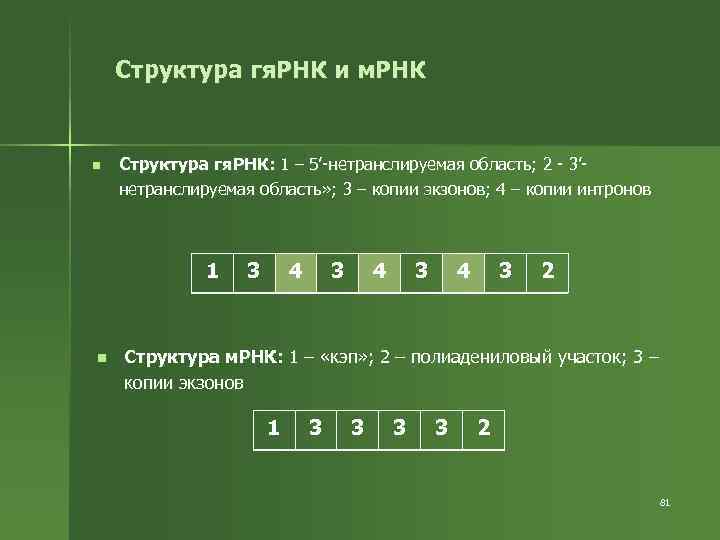 Структура гя. РНК и м. РНК n Структура гя. РНК: 1 – 5’-нетранслируемая область;
