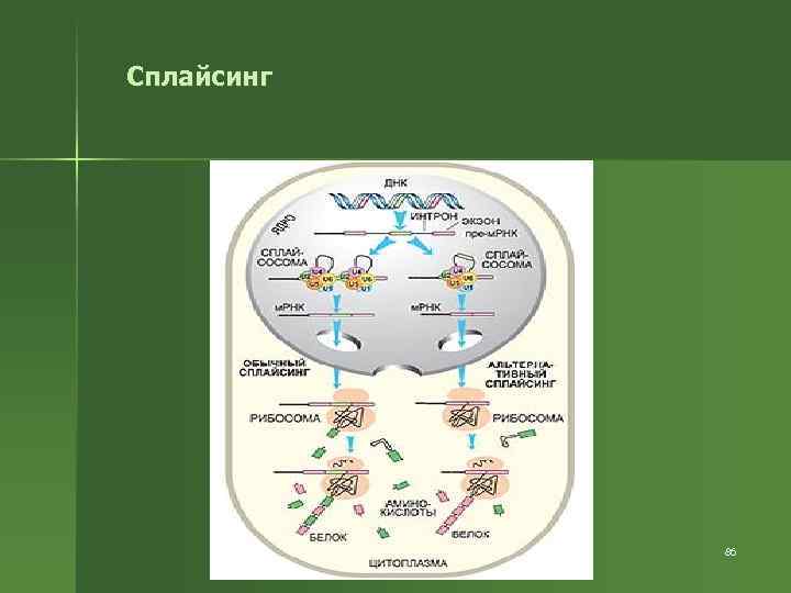 Сплайсинг 86 