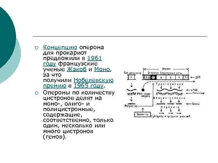 ¡ ¡ Концепцию оперона для прокариот предложили в 1961 году французские ученые Жакоб и