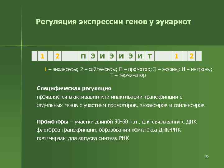 Регуляция экспрессии генов у эукариот 1 2 П Э И Э И Т 1